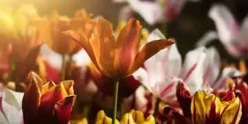 Çfarë do të thotë kur një person vazhdimisht nuhat bimët dhe lulet e tij?