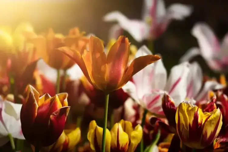 Çfarë do të thotë kur një person vazhdimisht nuhat bimët dhe lulet e tij?