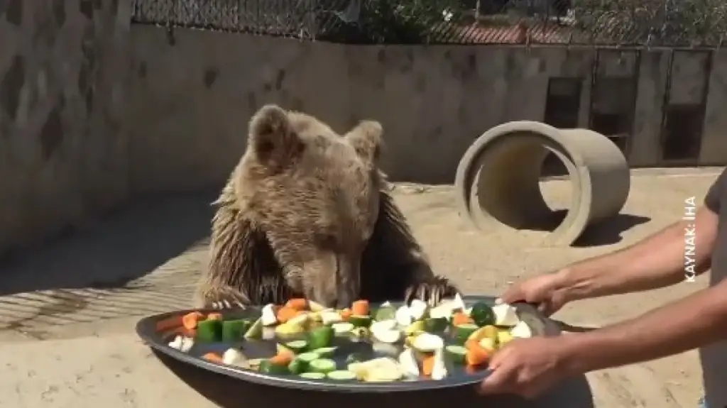 Nga pylli në spital! Ariu bëhet viral pasi e teproi me fruta në Turqi