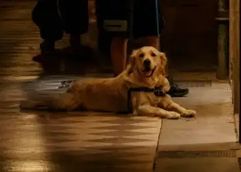 VIDEO/ Qeni pengon sulmin terrorist me dinamit në Peru