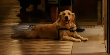 VIDEO/ Qeni pengon sulmin terrorist me dinamit në Peru