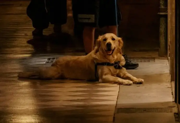 VIDEO/ Qeni pengon sulmin terrorist me dinamit në Peru