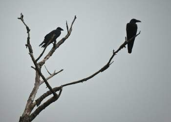 Cilat janë 5 kafshët që i shoqërojmë me vdekjen?