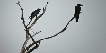 Cilat janë 5 kafshët që i shoqërojmë me vdekjen?