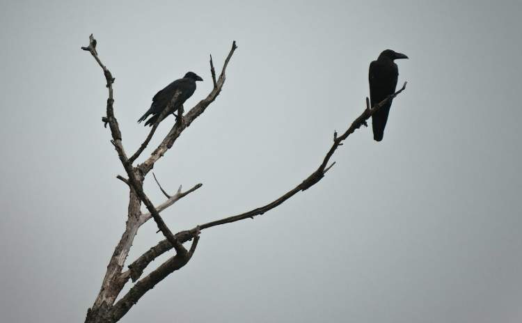 Cilat janë 5 kafshët që i shoqërojmë me vdekjen?