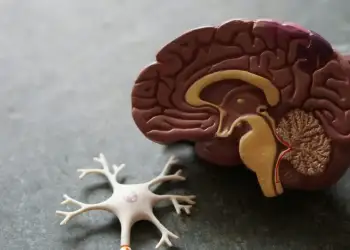 Shkencëtarët zbulojnë një mënyrë të mundshme për të rikthyer kujtimet e humbura nga sëmundja e Alzheimerit