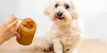 Ëmbëlsira që qeni juaj lejohet ta hajë herë pas here