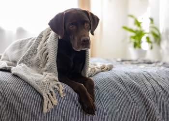 Pse Labradorët janë ndër racat më të njohura të qenve në botë?