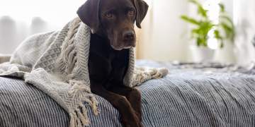 Pse Labradorët janë ndër racat më të njohura të qenve në botë?