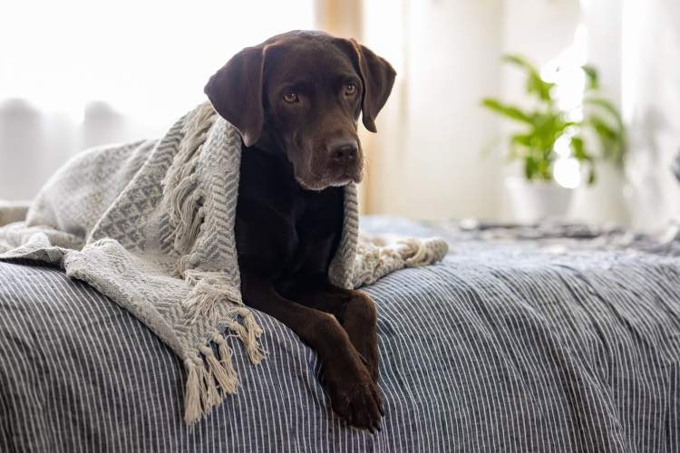 Pse Labradorët janë ndër racat më të njohura të qenve në botë?