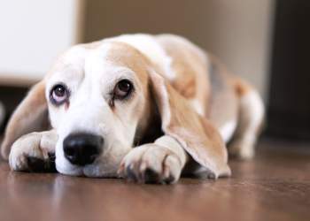 Arsyeja e pabesueshme dhe e panjohur pse qeni ynë shpesh na shikon me sy të trishtuar