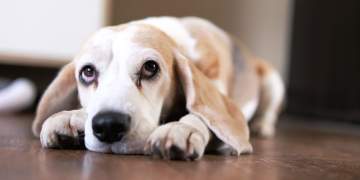 Arsyeja e pabesueshme dhe e panjohur pse qeni ynë shpesh na shikon me sy të trishtuar