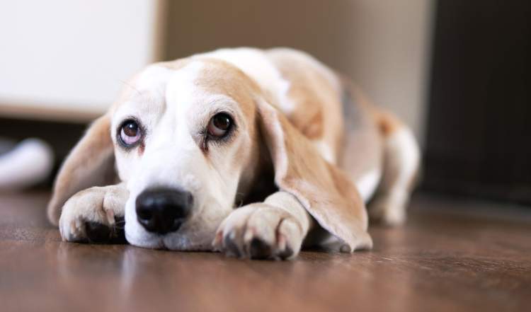 Arsyeja e pabesueshme dhe e panjohur pse qeni ynë shpesh na shikon me sy të trishtuar