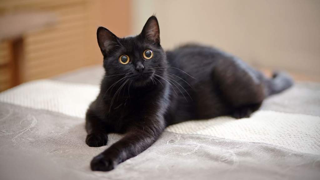 Spanja ndalon adoptimin e maceve të zeza për Halloween, ja pse