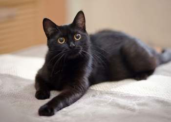 Spanja ndalon adoptimin e maceve të zeza për Halloween, ja pse