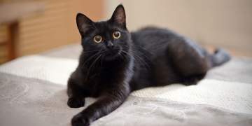 Spanja ndalon adoptimin e maceve të zeza për Halloween, ja pse