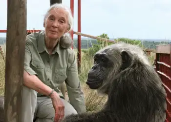 Ndahet nga jeta në moshën 91-vjeçare Jane Goodall, ikona e studimeve mbi shimpanzetë