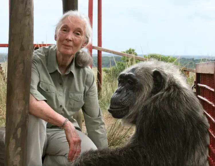 Ndahet nga jeta në moshën 91-vjeçare Jane Goodall, ikona e studimeve mbi shimpanzetë