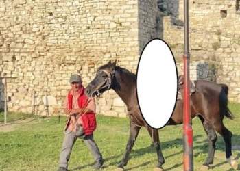 “Mos e prek kalin, është i acaruar”! Zbardhet dëshmia e autorit, pas këtyre fjalëve ndodh krimi në Berat!