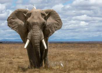 Gjëra të pabesueshme që mund të mos i dini për elefantët