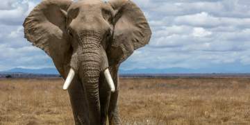 Gjëra të pabesueshme që mund të mos i dini për elefantët