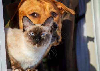 Këto janë dy nga perimet më të rrezikshme për macet dhe qentë