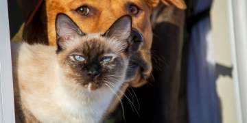 Këto janë dy nga perimet më të rrezikshme për macet dhe qentë