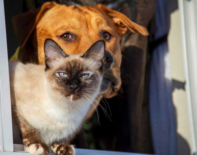 Këto janë dy nga perimet më të rrezikshme për macet dhe qentë