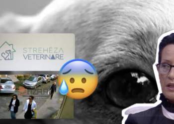 Alarmante në Tiranë/ Drejtoresha e Strehëzës së Kafshëve kapet duke helmuar qen e mace, ndërsa miliona lek zhduken pa asnjë përgjegjësi