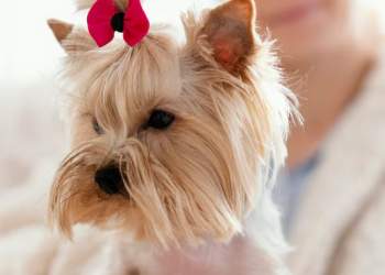 Studimi: Qentë femra mund të dallojnë njerëzit që bëjnë gabime!