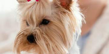 Studimi: Qentë femra mund të dallojnë njerëzit që bëjnë gabime!