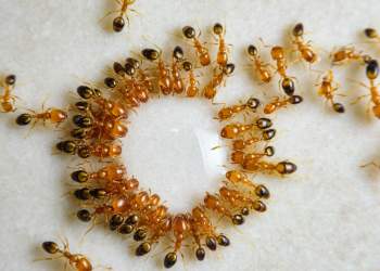 Çfarë është spiralja e vdekjes së milingonave?