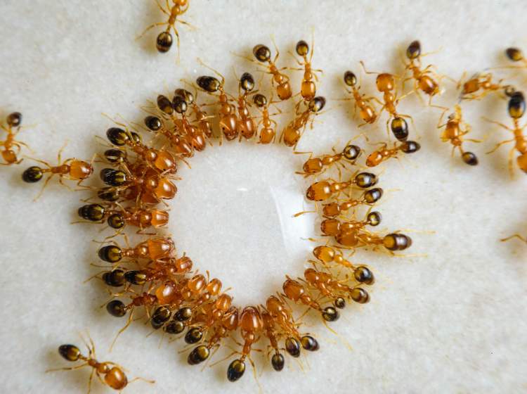 Çfarë është spiralja e vdekjes së milingonave?