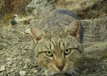 Plan drastik: Zelanda e Re synon të eliminojë të gjitha macet e egra brenda 25 viteve