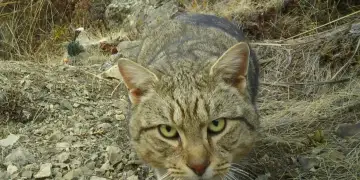 Plan drastik: Zelanda e Re synon të eliminojë të gjitha macet e egra brenda 25 viteve