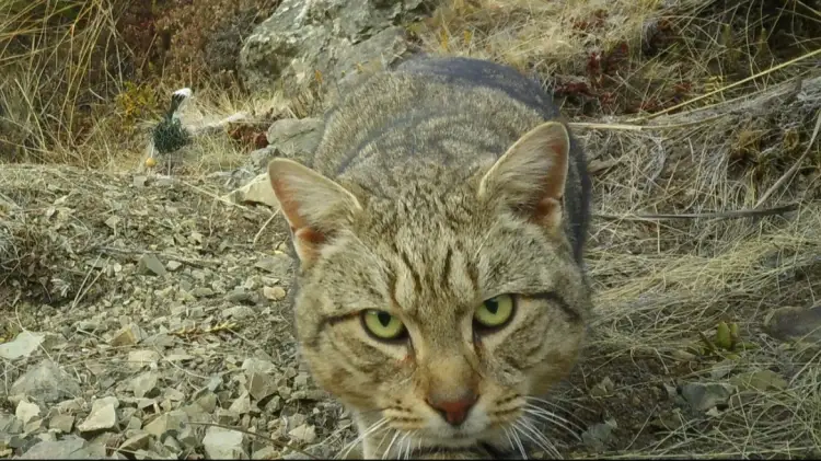 Plan drastik: Zelanda e Re synon të eliminojë të gjitha macet e egra brenda 25 viteve