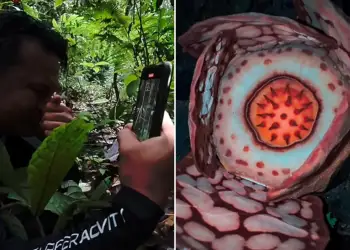 Një zbulim prekës në Sumatra: Shkencëtari gjen një nga bimët më të rralla në botë dhe qan