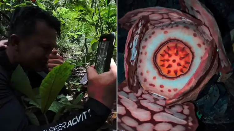 Një zbulim prekës në Sumatra: Shkencëtari gjen një nga bimët më të rralla në botë dhe qan