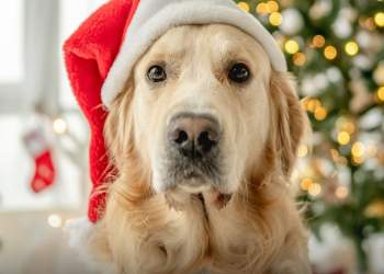 Shkenca thotë: Kënga “Last Christmas” i shkakton ankth dhe stres qenve