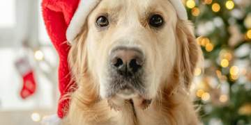 Shkenca thotë: Kënga “Last Christmas” i shkakton ankth dhe stres qenve