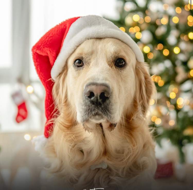 Shkenca thotë: Kënga “Last Christmas” i shkakton ankth dhe stres qenve