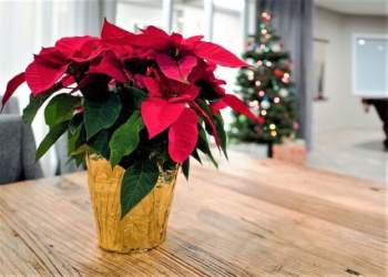 Si të kujdeseni për lulen e Krishtlindjeve: 6 këshilla për ta mbajtur të shëndetshme