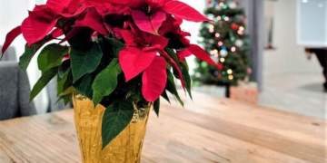 Si të kujdeseni për lulen e Krishtlindjeve: 6 këshilla për ta mbajtur të shëndetshme