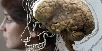 Shkenca flet: Truri nuk piqet plotësisht para moshës 32 vjeç