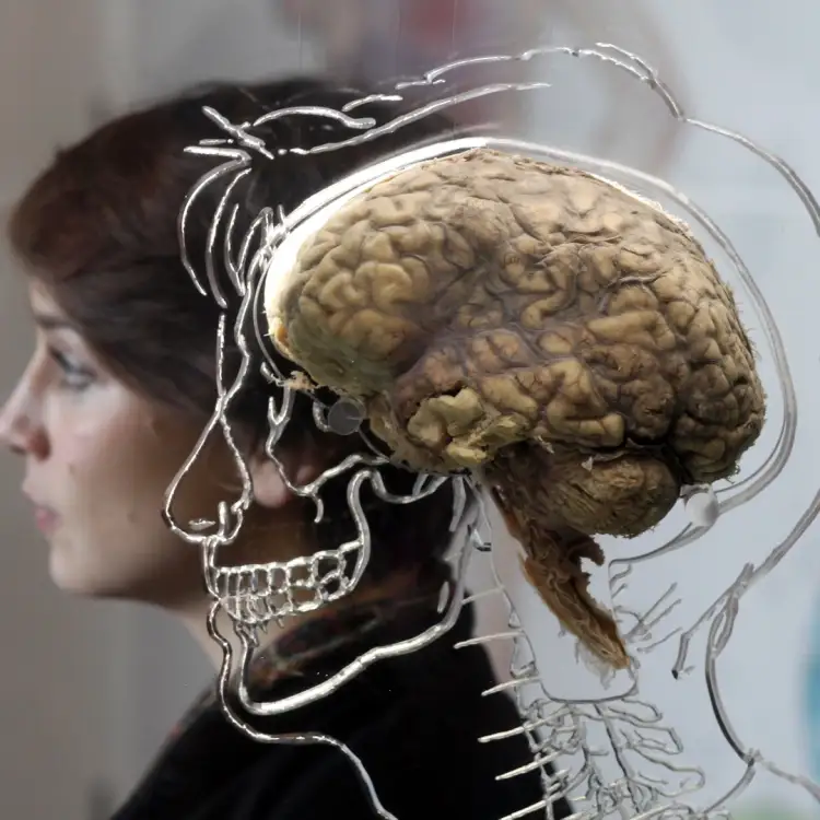 Shkenca flet: Truri nuk piqet plotësisht para moshës 32 vjeç