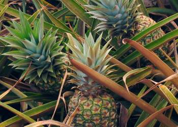 Sa i dobishëm është ananasi për shëndetin?