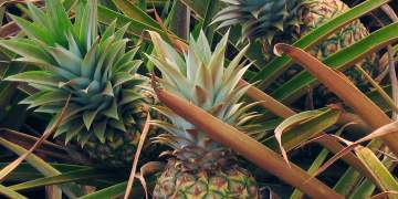 Sa i dobishëm është ananasi për shëndetin?