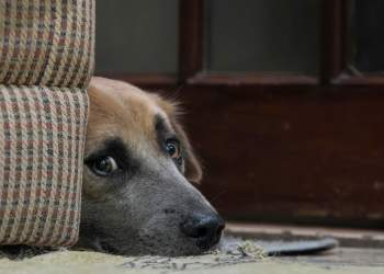 Çfarë mund të bëni nëse qeni juaj është i stresuar