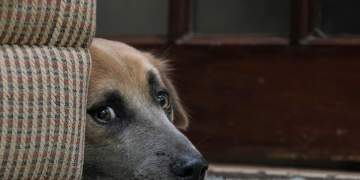 Çfarë mund të bëni nëse qeni juaj është i stresuar