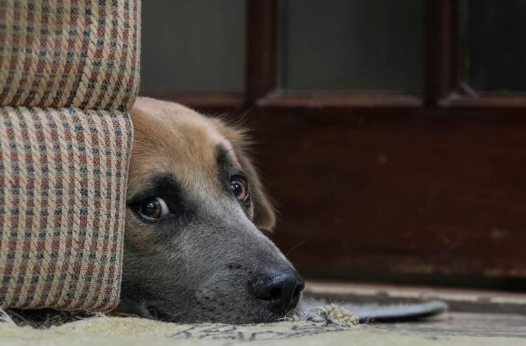 Çfarë mund të bëni nëse qeni juaj është i stresuar